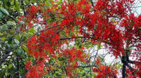 Red Jacaranda flower seeds – heirloom, non-GMO seeds for planting