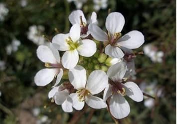 White Wasabi Diplotaxis Plant Seeds - Spicy Plant Seeds - Heirloom & Non-GMO Seeds for planting Scientific Name Placeholder for planting in home garden