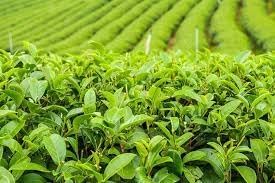 Camellia Sinensis Plant Seeds for Planting â€“ Organic, Heirloom, Non-GMO Tea Plant Seeds for planting in home garden