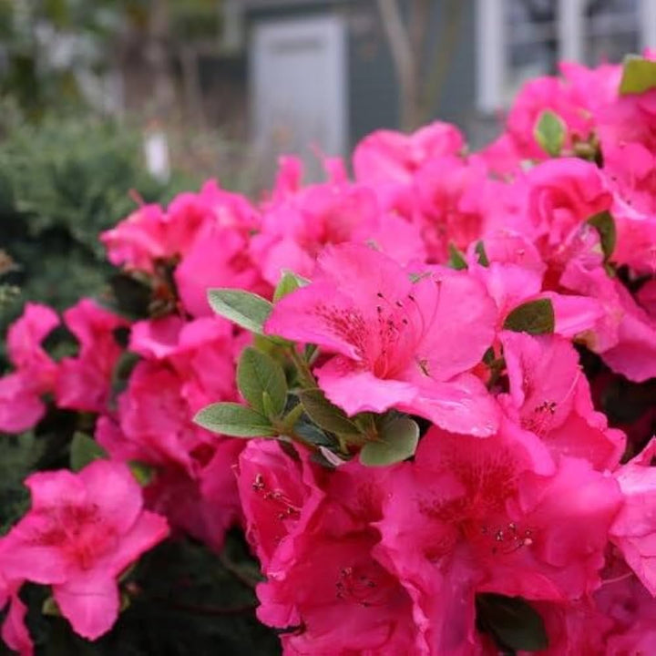 Heirloom Non-GMO Azalea Flower Seeds for Planting – Beautiful Blooming Flowers