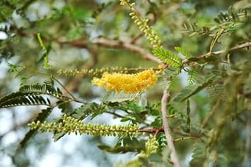Prosopis Cineraria Tree Seeds for Planting -NON GMO Seeds for planting in home garden