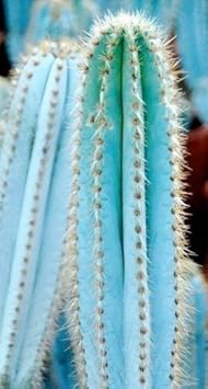Organic Blue Pilosocereus Plant Seeds for Planting – Heirloom, Non-GMO