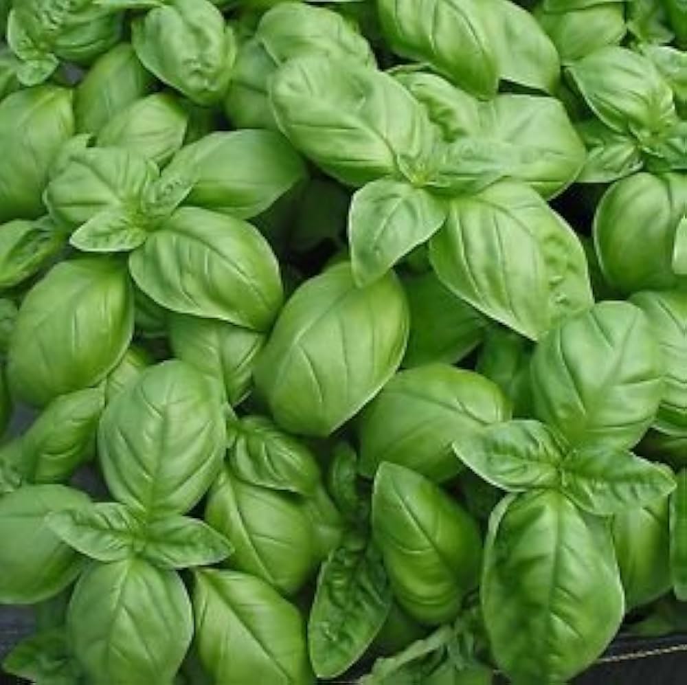 Sweet Genovese basil plant with large aromatic green leaves
