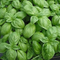 Sweet Genovese basil plant with large aromatic green leaves

