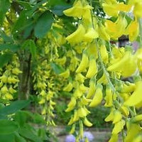 Yellow Anagyroides Flower Seeds for Planting, 100 pcs