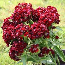 Heirloom Non-GMO Dianthus Flower Seeds for Planting – Fragrant Colorful Garden Blooms