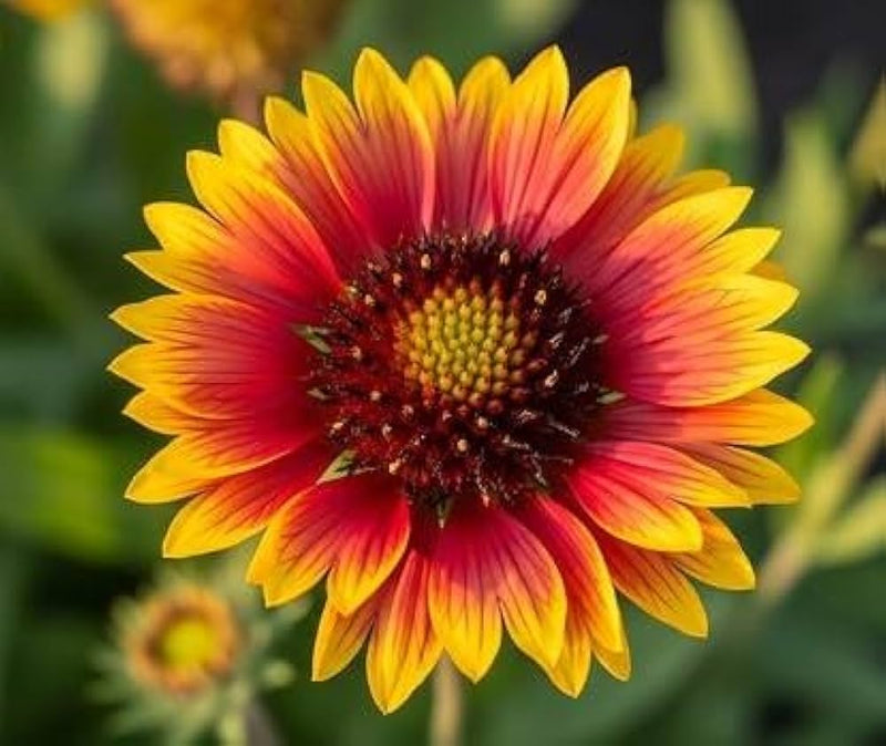 Heirloom Non-GMO Gaillardia Tokajer Flower Seeds for Planting – Drought-Tolerant Summer Blooms
