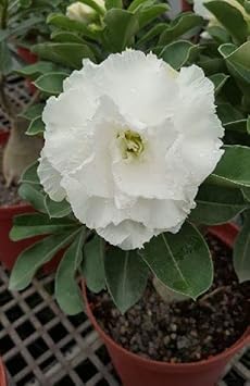 Organic Heirloom White Adenium Obesum Flower Seeds ƒ?? Non-GMO Desert Rose Seeds for Planting for planting in your garden.