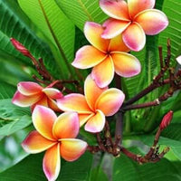 Heirloom Non-GMO Pink Yellow Egg Flower Seeds for Planting ƒ?? Unique Colorful Blooms