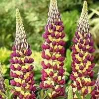 Heirloom Non-GMO Violet Yellow Lupine Flower Seeds Blooms for Garden Planting