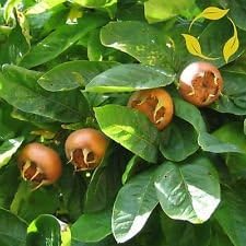 New Fresh 10pcs Cream Mespilus Fruit Seeds - Grow Creamy Mespilus (Medlar) Fruit Trees 100 Pcs pcs