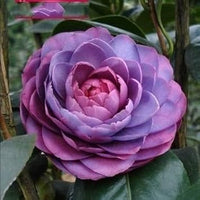 Purple Pink Camellia Flower Seeds ƒ?? Heirloom Non-GMO Ornamental Blooms for Garden Planting for planting in your garden.