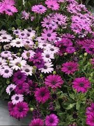 African Marigold Mixed Flower Seeds for Planting - NON GMO Seeds for planting in home garden
