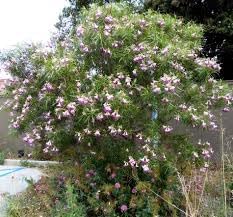 Chilopsis Flower Seeds – Heirloom Non-GMO Seeds for Drought-Tolerant and Ornamental Garden Planting