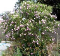 Chilopsis Flower Seeds – Heirloom Non-GMO Seeds for Drought-Tolerant and Ornamental Garden Planting