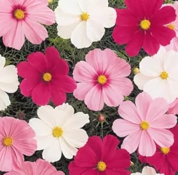 Mix Cosmos Flower Seeds for Planting â€“ Vibrant, Non-GMO, Heirloom Garden Seeds for planting in home garden