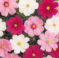 Mix Cosmos Flower Seeds for Planting â€“ Vibrant, Non-GMO, Heirloom Garden Seeds for planting in home garden