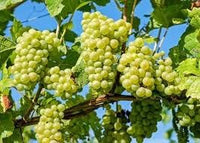 Light Green Grape citrus seeds for planting in home garden