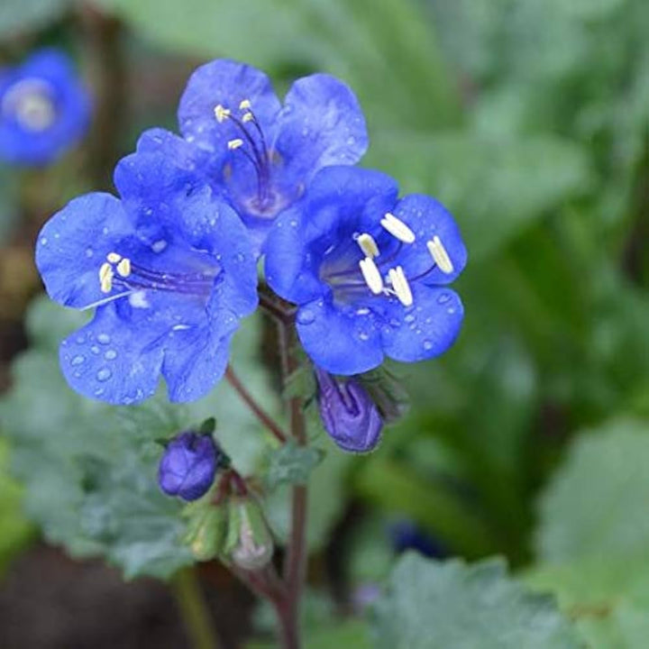 Heirloom Non-GMO Bluebell Flower Seeds for Planting ƒ?? Unique Bell-Shaped Blooms for Woodland Gardens