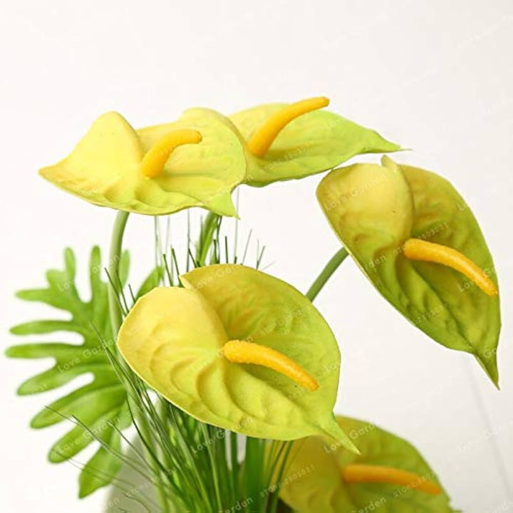 Yellow Anthurium Andraeanu Flower Seeds for Planting - NON GMO Seeds