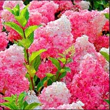 Vanilla Strawberry Hydrangea Flower Seeds for Planting - Heirloom and Non GMO seeds for planting in home garden
