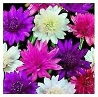 Mixed Xeranthemum Flower Seeds - 100 pcs