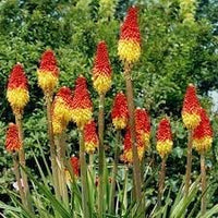 Fresh Caulescens Flower Seeds for Planting - 100 pcs