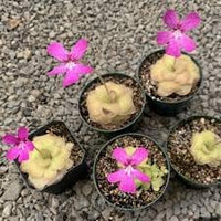 Heirloom Non-GMO Butterwort Carnivorous Flower Seeds for Indoor & Bog Garden Planting