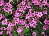 Oxalis Articulata Flower Seeds – Heirloom, Non-GMO Seeds for Planting Bright Pink Garden Blooms