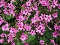 Oxalis Articulata Flower Seeds – Heirloom, Non-GMO Seeds for Planting Bright Pink Garden Blooms