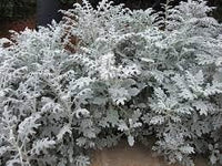 Heirloom Cineraria Maritima Flower Seeds for Planting, Non-GMO - Cineraria for planting in home garden