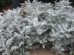 Heirloom Cineraria Maritima Flower Seeds for Planting, Non-GMO - Cineraria for planting in home garden