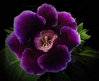 Purple (Purple scientific name) for planting in garden