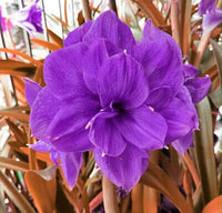 Purple Echte Amaryllis Flower Seeds for Planting - 100 pcs