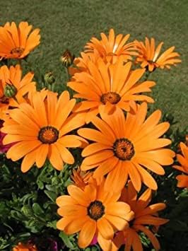 Osteospermum (Osteospermum scientific name) for planting in garden