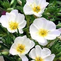 White Evening Primrose Flower Seeds for Planting - NON GMO Seeds for planting in home garden