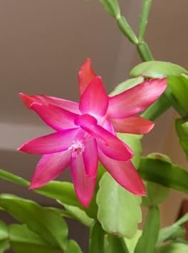 Zygocactus (Zygocactus scientific name) for planting in garden