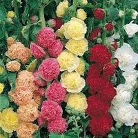 Mallow Alcea Rosea Plant Seeds for Planting Non-GMO Heirloom Garden Seeds for Growing Beautiful Flowers seeds for planting in home garden