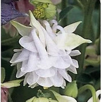 Aquilegia Lace Flower Seeds for Planting - 100 pcs seeds for planting in home garden