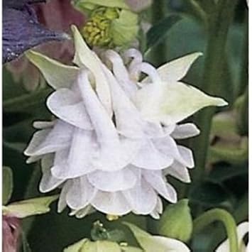 Aquilegia Lace Flower Seeds for Planting - 100 pcs seeds for planting in home garden
