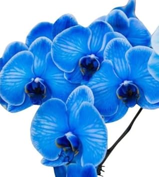 Blue Butterfly Orchid Flower Seeds for Planting – Heirloom, NON-GMO, Easy to Grow Garden Blooms