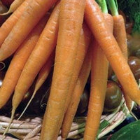 Radish Seeds for Planting, Orange, 100 Pcs pcs
