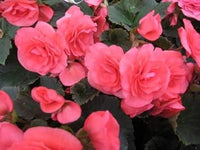 Heirloom Non-GMO Pink Begonia Flower Seeds for Planting – Shade-Loving Ornamental Seeds