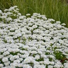 Iberis Sempervirens Flower Seeds for Planting â€“ NON GMO Seeds