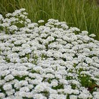 Iberis Sempervirens Flower Seeds for Planting â€“ NON GMO Seeds