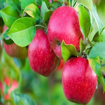 Red Spondias Purpurea Fruit Seeds - Rare Fruits for Tropical Garden Enthusiasts, Heirloom Seeds
