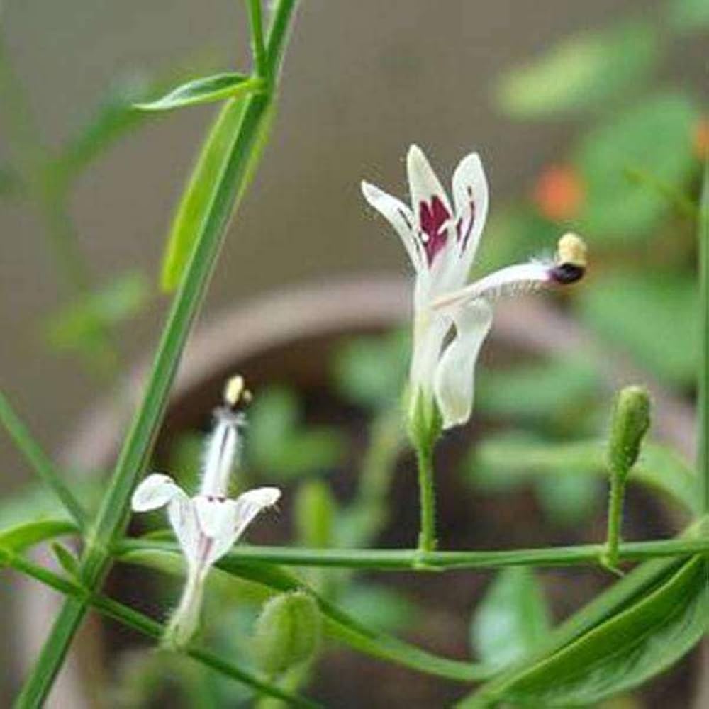 Heirloom Andrographis Plant Seeds for Garden Planting, Non-GMO, Medicinal Herb for Wellness Gardens