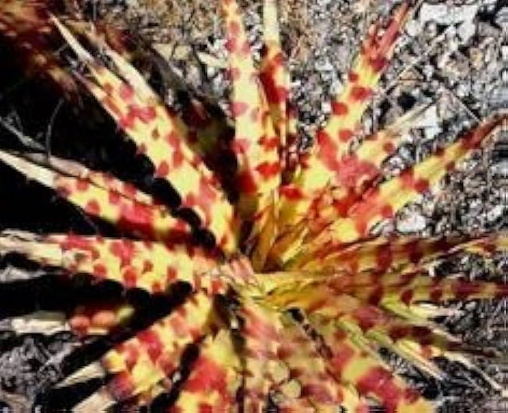 Hechtia Sp Tehuacan Seeds for Planting - NON GMO Seeds