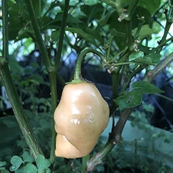 Sugar Rush Peach Pepper Vegetable Seeds for Planting - Heirloom Vegetable Seeds for Beautiful Garden
