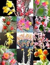 100 Pcs